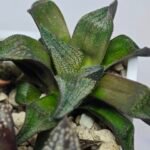 Haworthia Seedling MS163 - 5