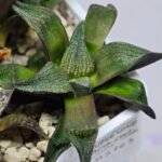 Haworthia Seedling MS163 - 6