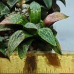 Haworthia Seedling MS165 Odoriko x Ginsekai - 1