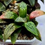 Haworthia Seedling MS165 Odoriko x Ginsekai - 2