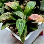 Haworthia Seedling MS165 Odoriko x Ginsekai - 3
