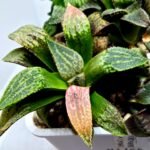 Haworthia Seedling MS165 Odoriko x Ginsekai - 4