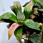 Haworthia Seedling MS165 Odoriko x Ginsekai - 5