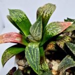 Haworthia Seedling MS165 Odoriko x Ginsekai - 6