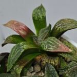 Haworthia Seedling MS165 Odoriko x Ginsekai - 7