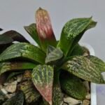 Haworthia Seedling MS165 Odoriko x Ginsekai - 8