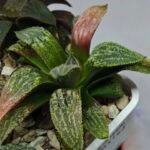 Haworthia Seedling MS165 Odoriko x Ginsekai - 9