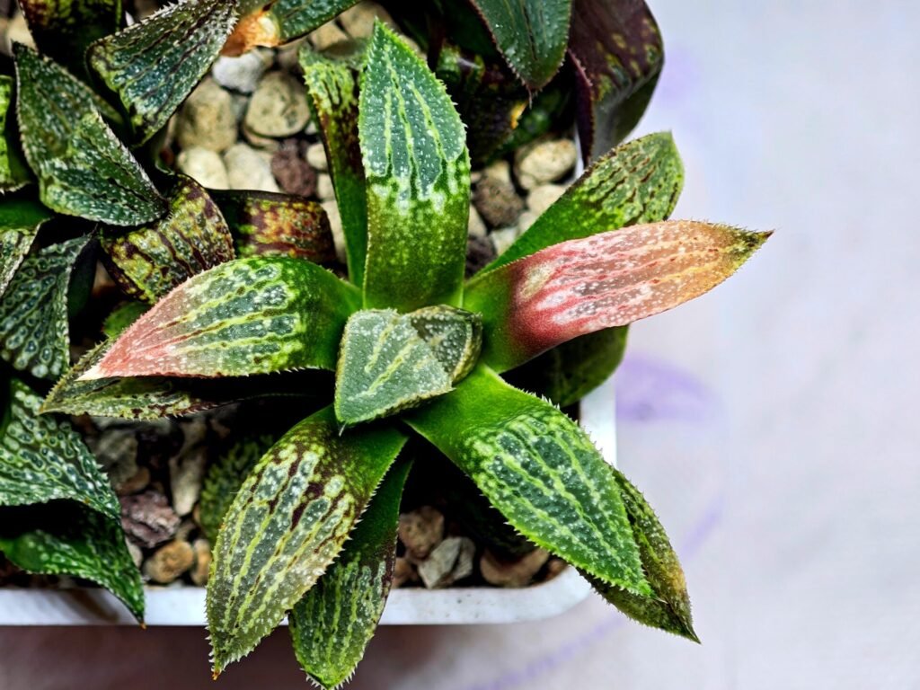 Haworthia Seedling MS165 Odoriko x Ginsekai - 10