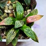 Haworthia Seedling MS165 Odoriko x Ginsekai - 10