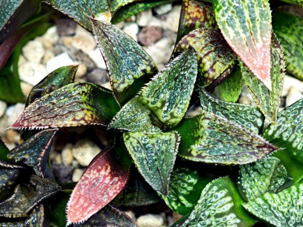 Haworthia Seedling MS166 Syoki x Black Devil, Rooted, 5cm
