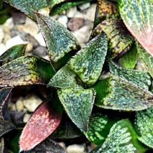 Haworthia Seedling MS166 Syoki x Black Devil, Rooted, 5cm