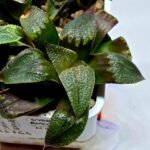 Haworthia Seedling MS167 - 1