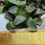 Haworthia Seedling MS167 - 2