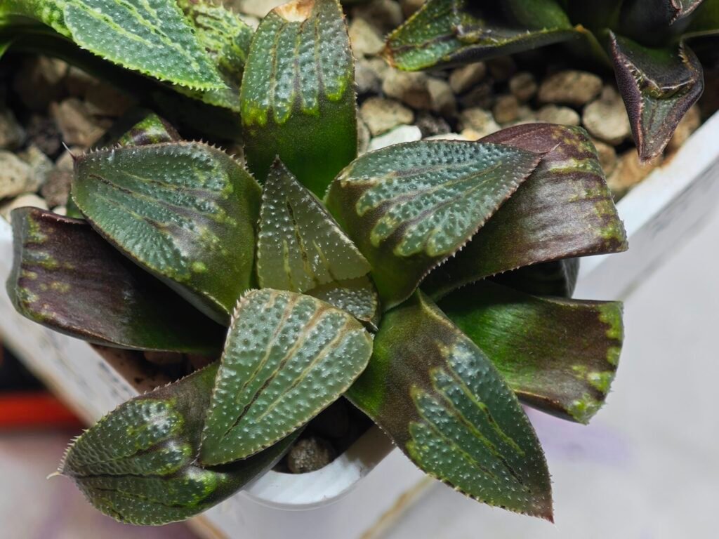 Home 8 Haworthia Seedling MS167 - 3