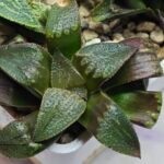 Haworthia Seedling MS167 - 3