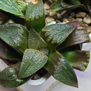 Haworthia Seedling MS167 - 3