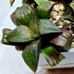 Haworthia Seedling MS167 - 4