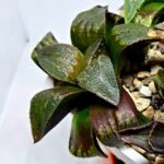 Haworthia Seedling MS167 - 5
