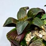 Haworthia Seedling MS167 - 6