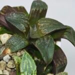 Haworthia Seedling MS167 - 7