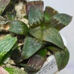 Haworthia Seedling MS167 - 8