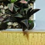Haworthia Seedling MS168 - 1