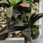 Haworthia Seedling MS168 - 2