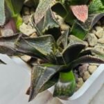 Haworthia Seedling MS168 - 3