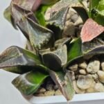 Haworthia Seedling MS168 - 4