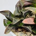 Haworthia Seedling MS168 - 5