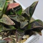 Haworthia Seedling MS168 - 6