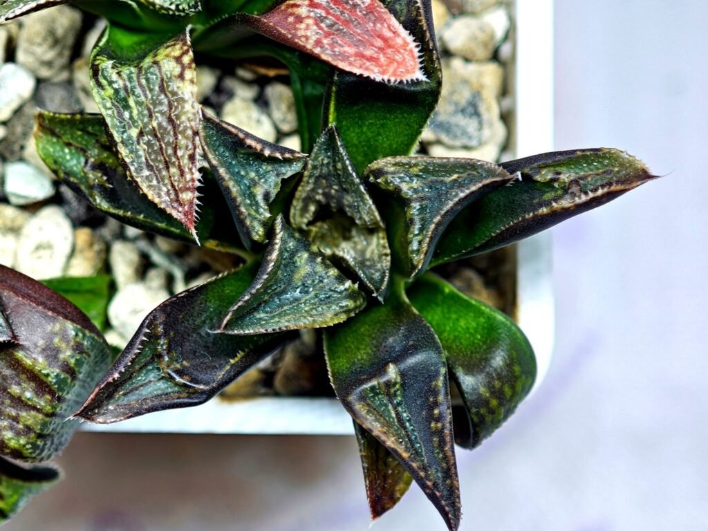Home 7 Haworthia Seedling MS168 - 7