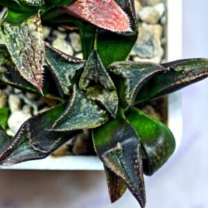 Haworthia Seedling MS168 - 7