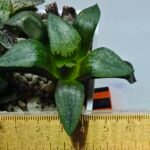 Haworthia Seedling Comptoniana MS171 - 1