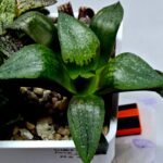 Haworthia Seedling Comptoniana MS171 - 2