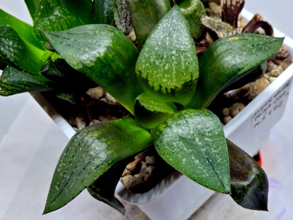 Haworthia Seedling Comptoniana MS171 - 3