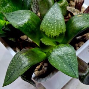 Haworthia Seedling Comptoniana MS171 - 3
