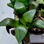 Haworthia Seedling Comptoniana MS171 - 4