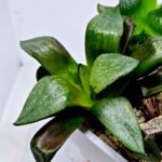 Haworthia Seedling Comptoniana MS171 - 5