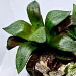 Haworthia Seedling Comptoniana MS171 - 6