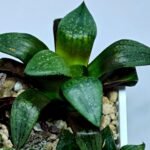 Haworthia Seedling Comptoniana MS171 - 7