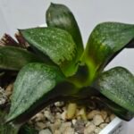 Haworthia Seedling Comptoniana MS171 - 8