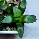 Haworthia Seedling Comptoniana MS171 - 9
