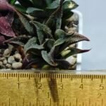 Haworthia Seedling MS174 Koibito Splendens x Syoukin Var - 1