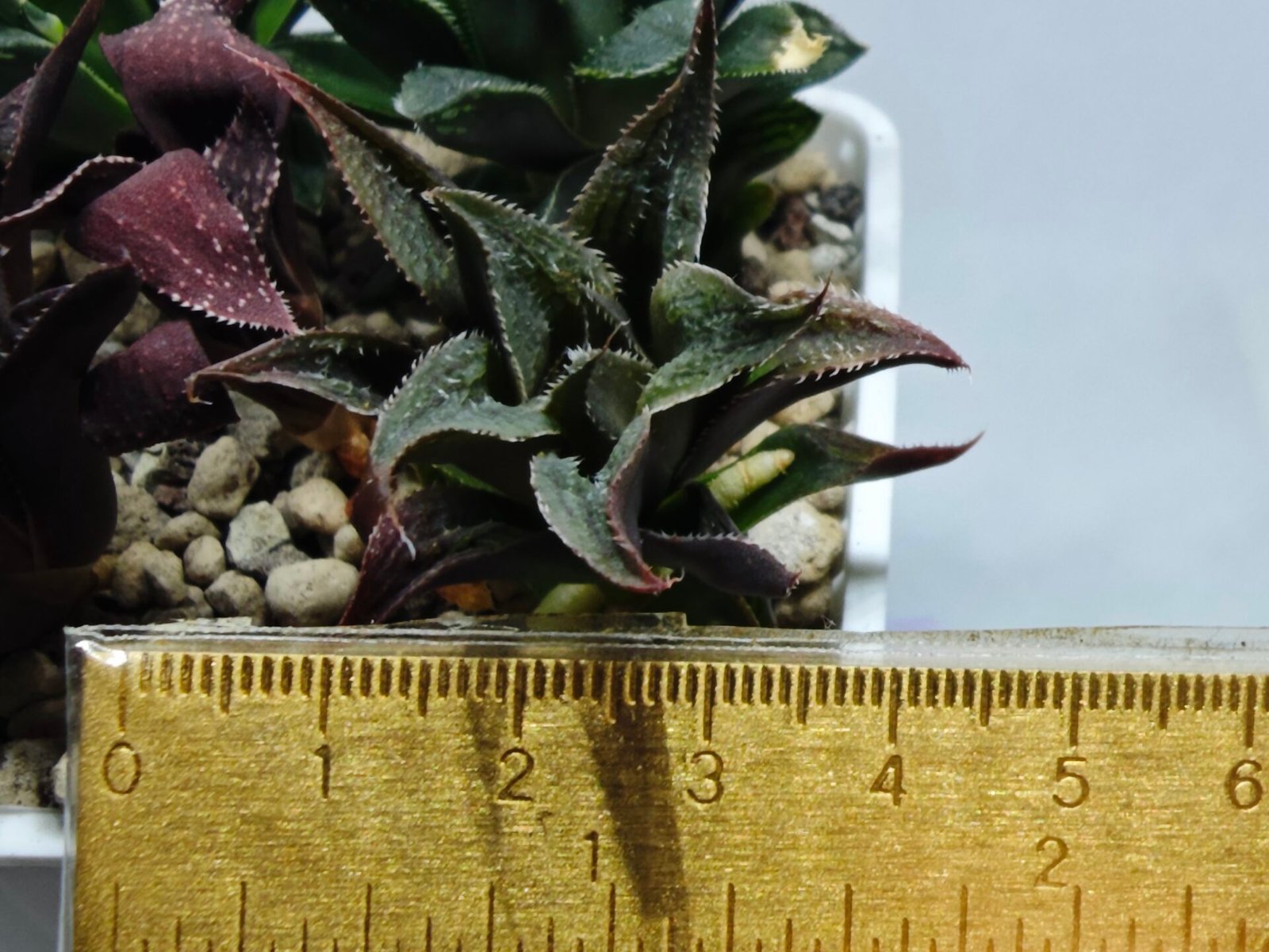 Haworthia Seedling MS174 Koibito Splendens x Syoukin Var - 1