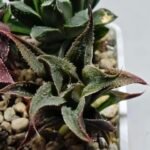 Haworthia Seedling MS174 Koibito Splendens x Syoukin Var - 2