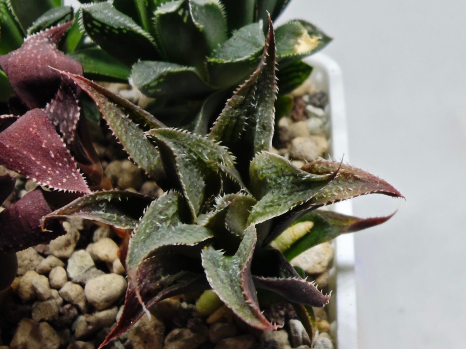 Haworthia Seedling MS174 Koibito Splendens x Syoukin Var - 2