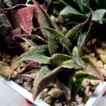 Haworthia Seedling MS174 Koibito Splendens x Syoukin Var - 3
