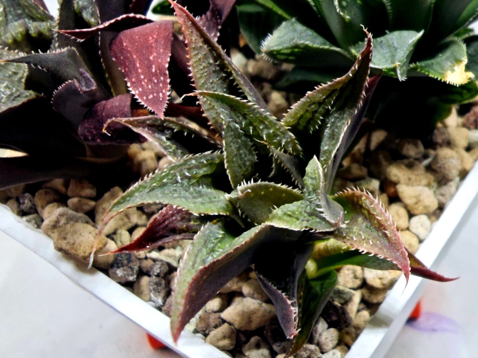 Haworthia Seedling MS174 Koibito Splendens x Syoukin Var - 3