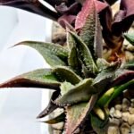 Haworthia Seedling MS174 Koibito Splendens x Syoukin Var - 4